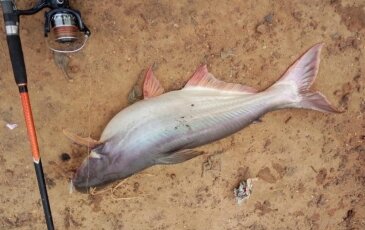 BÀI 8 : BÀI CÂU CÁ TRA SÔNG