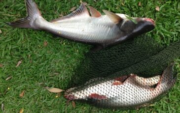 BÀI 2 : Cơm Dừa Thúi