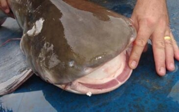 BÀI 5 : Cơm Indo [GÀ]