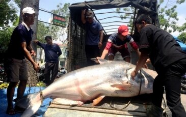 BÀI 10 : BÚN CẤU CÁ TRA