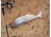 BÀI 8 : BÀI CÂU CÁ TRA SÔNG