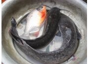 CÁCH CÂU CÁ TRÊ & LÀM MỒI CỰC NHẬY