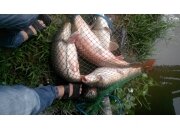 CÁCH LÀM MỒI CÂU CÁ CHÉP SÔNG,HỒ CỰC KÌ HIỆU QUẢ